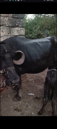 આપી દેવાની છે