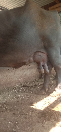ભેંસ વેચવાની છે