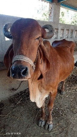 ગીર ગાય વેચચવાની છે