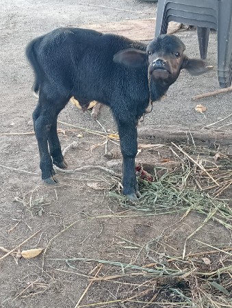 ભેંસ વેચવાની છે