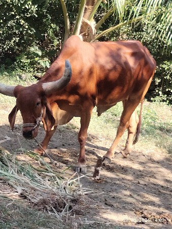 બળદ વેચવાના છે