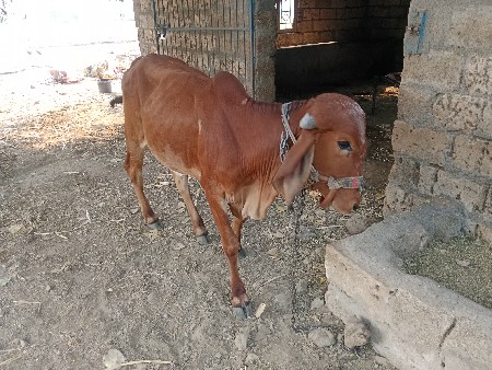 વાસડી વેચવાની છે
