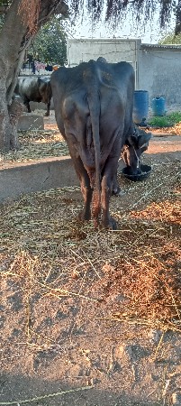 ભેંસ વેચવાની બીજા વેતરની