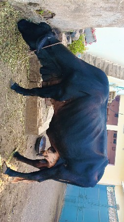 જરશી ગાય વેચવા ની છે