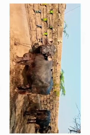 બેસવાની સે