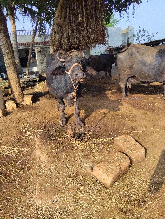 આ બે ભેંસ વેચવાનીછે