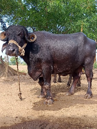 ભેસ વેચવાની છે