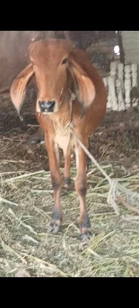 વાસડી વેસવા ની છે