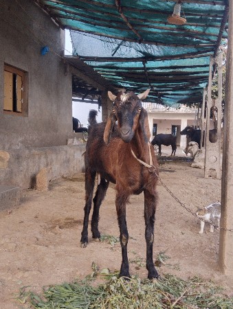 બકરી વેચવાની છે