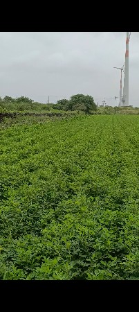 જમીન વેચ વાની છે 14.3 વીઘા