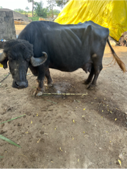 भेस वेचवानी छे