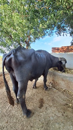 ભેશ વેચવા ની 3 જુ વેતર