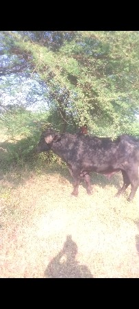 પાડો વેચવાનો છે