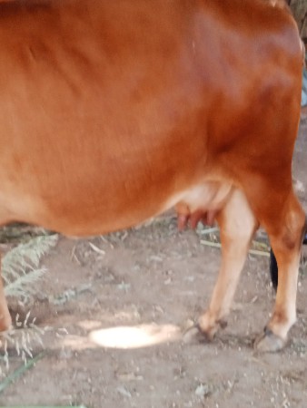 ગાય.વેચવાની.છે