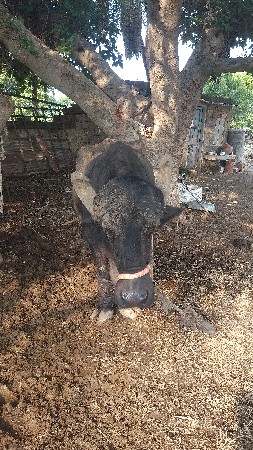 ભેંસ વેચવાની છે ત્રીજું વેતર