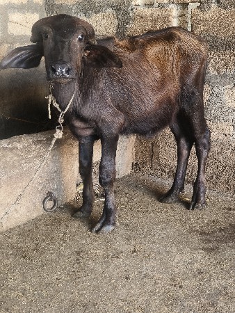 પાડી વેચવાની છે