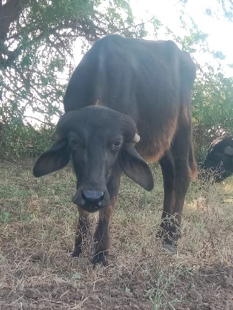 પાડી વેચવાની છે