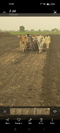 બળદ વેચવાના છે