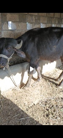 પડેલા વેચવાના છે