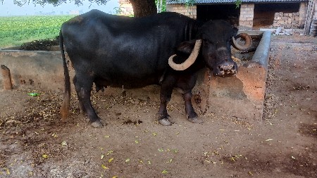 ભેંસ વેચવાની છે