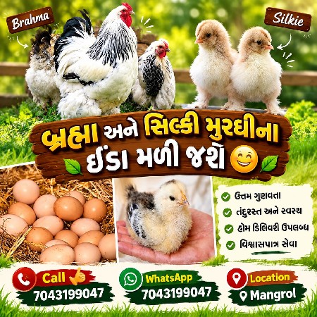 બ્રહ્મા મુરઘીના ઈંડા મળશે