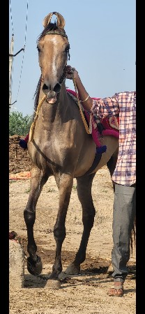 વેચવાની છે શાળા છો મહિના સફર