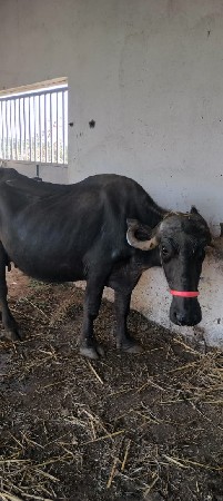 ભેંસ વેચવાની છે