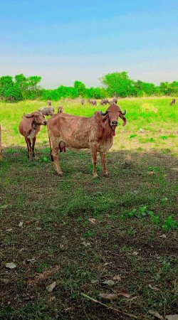 ગાય વેચવાની છે