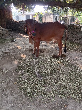 દેવસી રામ