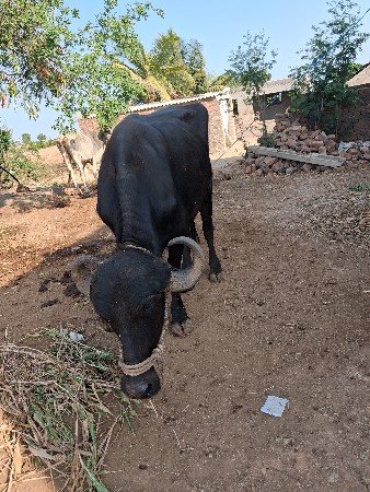 ખડેલુ  વેચવાનુ  છે