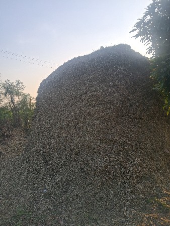મગફળી નો પાલ વેચવાનો છે