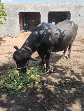 ભેસો