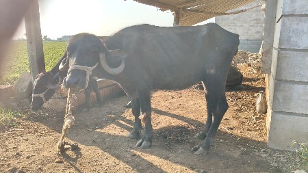 ખાડેલી વેચવાની