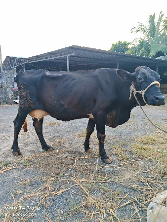જર્સી ગાય વેચવાની છે