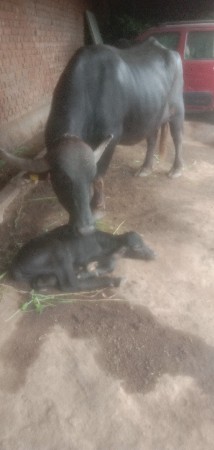 ભેંસ વેચવાની છે
