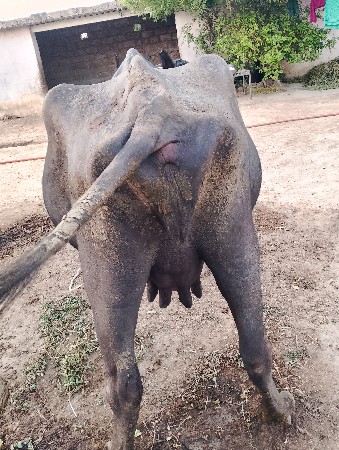 ભેંસ વેચવાની છે