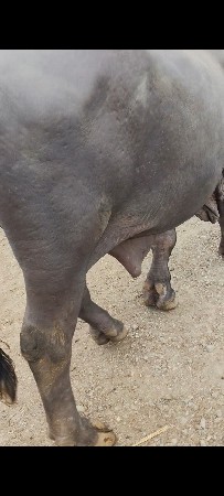 1 પેલા વાળનો સે