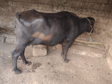 બીજા વેતર ની ભેંસ બેસવાની સે