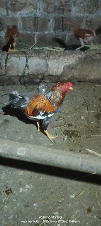 દેસી અસીલ ક્રોસ મરઘો