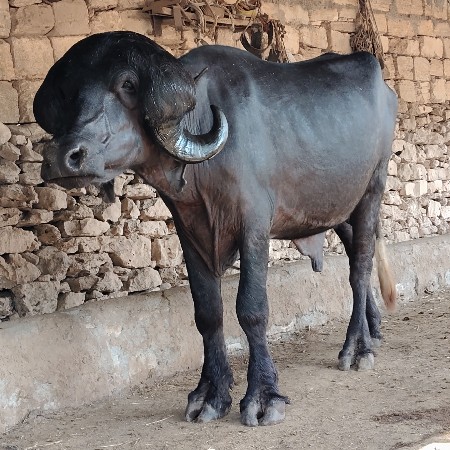 પાડોવેસવાનોછે..ટોટલ જવાબદારી..