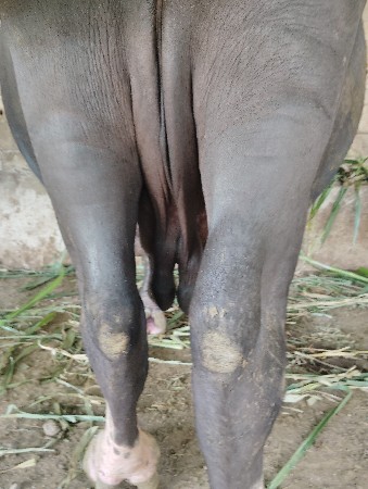ભેસ. 4.. વેતર