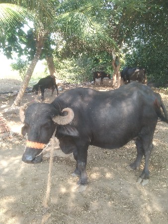 4વર્ષ નું ખડેલુ