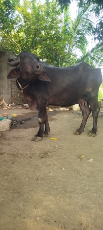 વેશવાનીછે