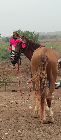 ગામ સરાકડીયા તાલુકો ખાંભા જીલ્લો અમ