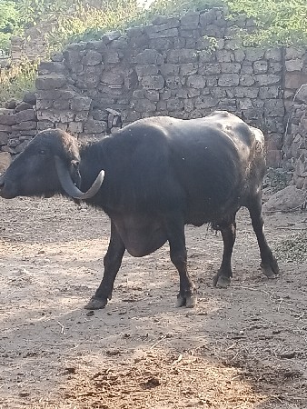 ભેસ વેચવા ની છે બીજુ વેતર