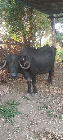 ભેંસ વેચવાની છે