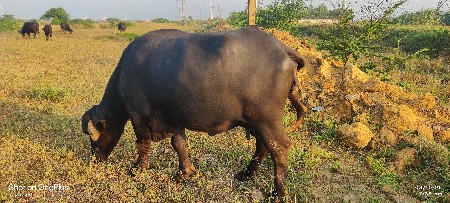 ભેંસ વેચવાની છે