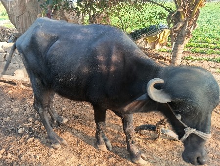 ખળેલી વેચવાની છે