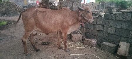 પાસ મહીનાની ગાભણ છે