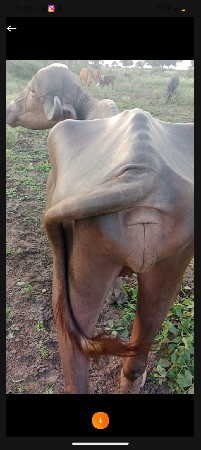 ભૂરી ખડાઈ વેચવાની છે